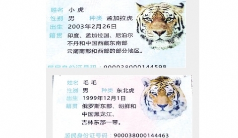 动物园两虎相斗一只身亡 东北虎不敌孟加拉虎