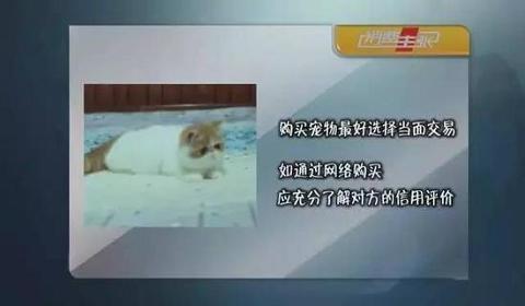 央视曝58赶集网宠物骗局:千元买犬收土狗