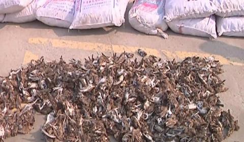 贩卖野生动物案    20万只鸟类遭蒸煮