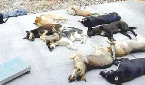 毒镖杀狗卖给餐厅 一月盗杀百余只