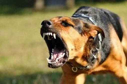 2018年被狗咬伤如何索要赔偿?