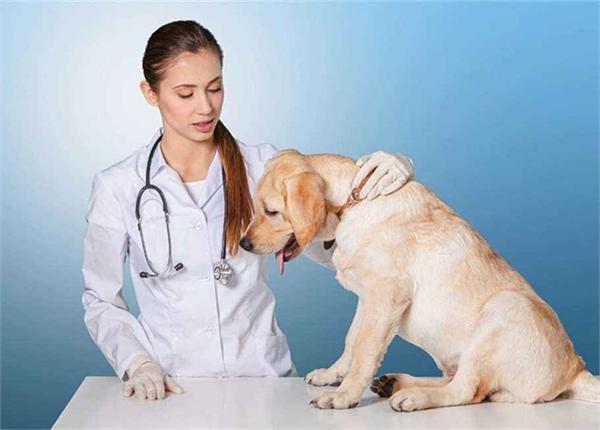 开元棋牌- 开元棋牌官网 - 开元棋牌APP下载要建设规范的宠物交易市场