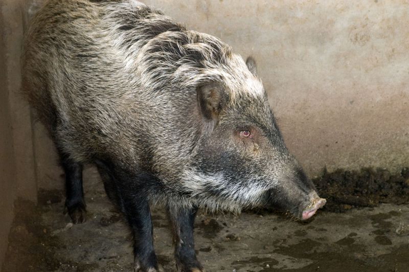 饲养野生动物犯法吗?捕食野生动物怎么处罚?