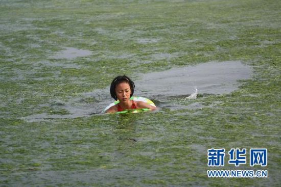 山东沿海连续5年遭浒苔袭击原因仍无定论（图）