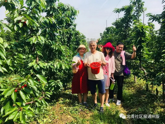 进口车厘子矮化樱桃树错过等一年