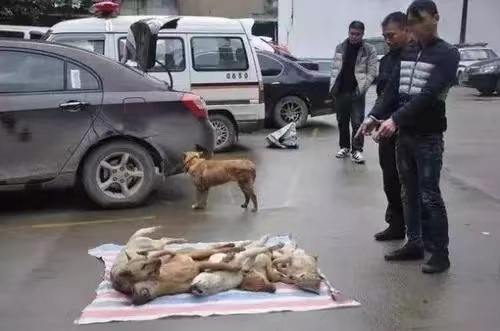 偷狗犯法吗？盗窃罪构成要件是什么？