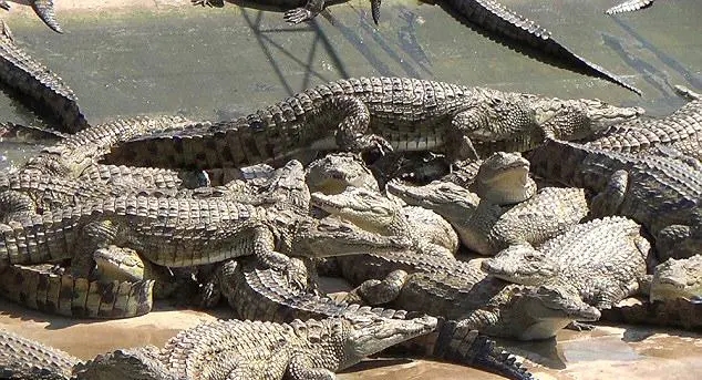 虐杀动物违法吗?虐杀国家保护动物犯法吗?