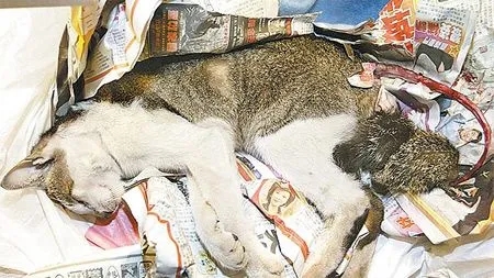 虐杀动物违法吗?虐杀国家保护动物犯法吗?