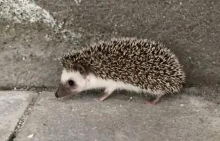 2022年逮了一只刺猬会被判刑吗?