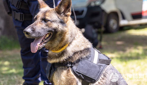 占用农用地罪的量刑标准是什么?