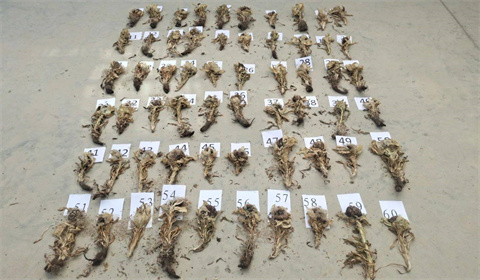 男子非法采挖60株野生雪莲犯什么罪？