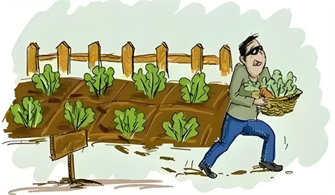 多次盗窃蔬菜犯罪吗？