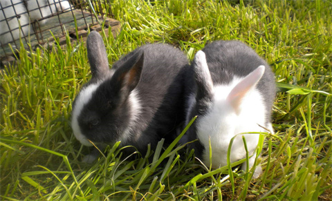 你能把我怎样，大爷上演狸猫换太子