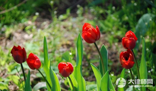 追女孩没追到花的钱能要回吗？