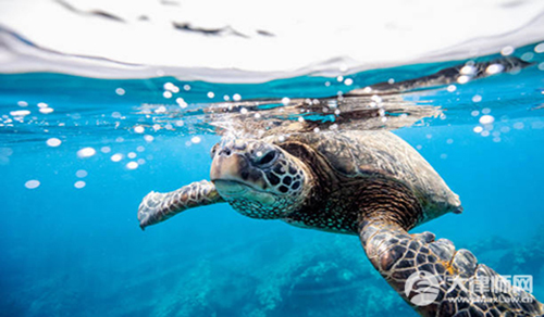 打捞海螺是犯法的吗?