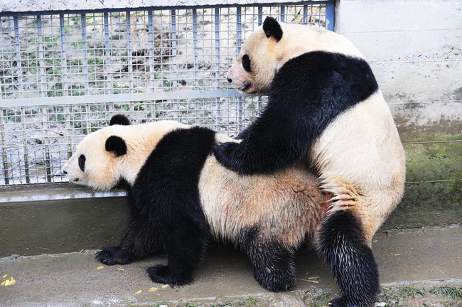3月15日,熊猫苏琳(左)和武岗在进行自然交配