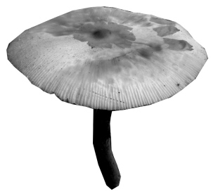 野蘑菇别乱采 浙江最近半个月已有3人死亡6人危重