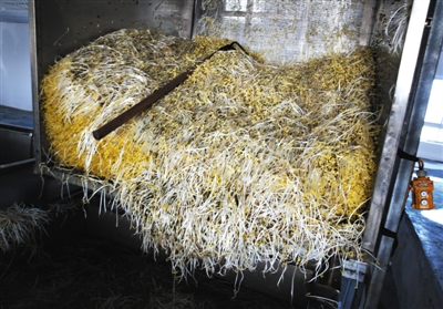 企业生产“泡药”豆芽被查 违禁成分超标200余倍