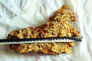 新疆牧民捡到8公斤狗头金 律师：矿产归国家所有