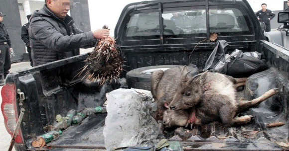 四川盗猎者6小时射杀5只斑羚