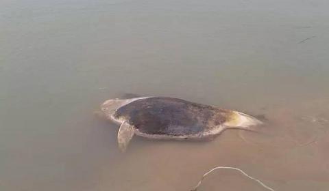 鄱阳湖发现6头死亡江豚 已腐烂没有“微笑“