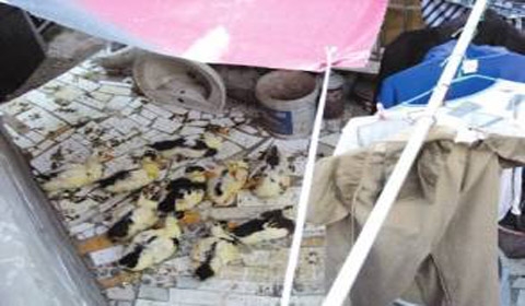 20吨腐败鸭肉就地掩埋 臭味百里遭投诉