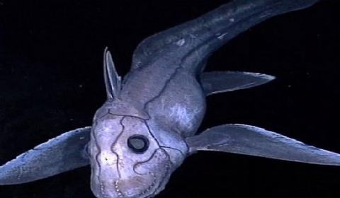 鬼鲨堪称深海奇葩眼睛凹陷呆滞交配过程对于雌性并不愉悦