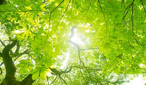 青苗补偿费归属纠纷怎么处理2026