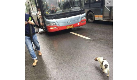 女子穿高跟鞋追公交 摔倒后遭碾压身亡