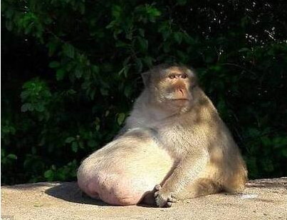游客投食过度泰国猴子胖成猪  猴哥变猪八戒行动成问题