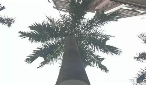 惊恐一幕!骑车女子被落叶瞬间砸倒 瘫在路面上