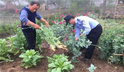 老汉听信流言 竟种罂粟喂鸡