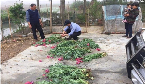 老汉听信流言 竟种罂粟喂鸡