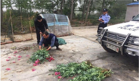 老汉听信流言 竟种罂粟喂鸡