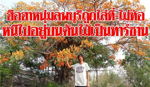 泰国男子无家可归爬树住“鸟窝” 表示很幸福