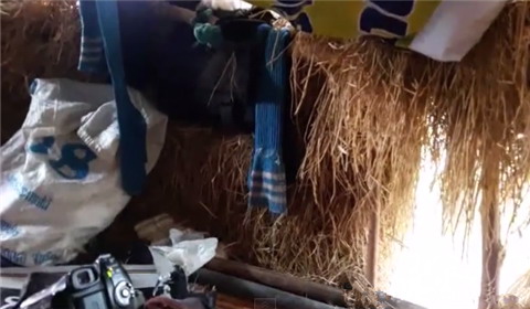 泰国男子无家可归爬树住“鸟窝” 表示很幸福