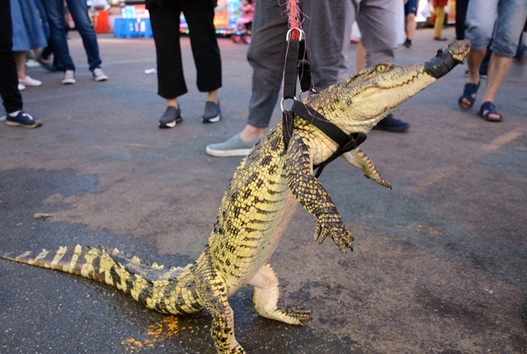 沈阳街头现遛鳄鱼并现场做鳄鱼肉炸串  吸引市民围观