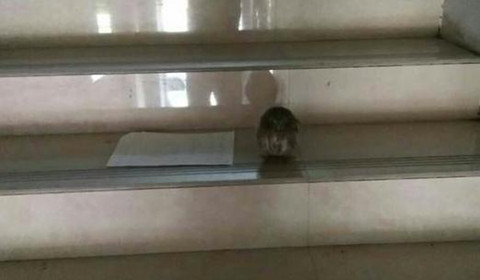 小学生上学路上捡猫头鹰送派出所 这个行为温暖又可爱