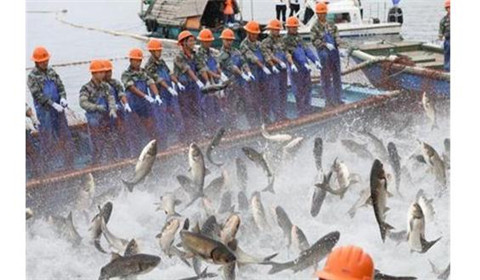 浙江千岛湖巨网捕鱼万鱼跃起 堪称盛景（图）