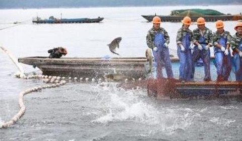 浙江千岛湖巨网捕鱼万鱼跃起 堪称盛景（图）