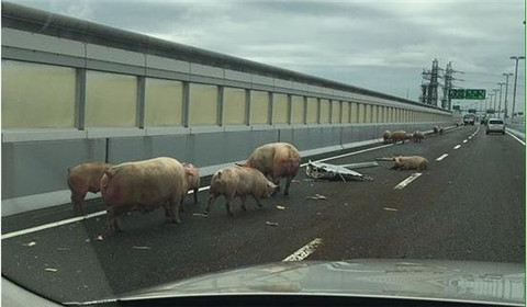 日本高速上19头猪车祸逃走 警察封锁道路忙抓猪