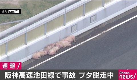 日本高速上19头猪车祸逃走 警察封锁道路忙抓猪