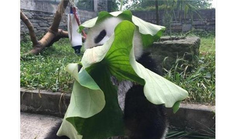 大熊猫戴绿帽子憨态可掬 网友：这是绿帽子戴的最可爱的一次