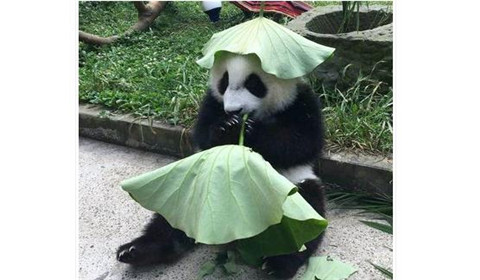 大熊猫戴绿帽子憨态可掬 网友：这是绿帽子戴的最可爱的一次