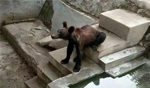 河南一動物園棕熊瘦骨嶙峋 園方:仍屬正常範圍 - 圖片新聞 - 法律資訊