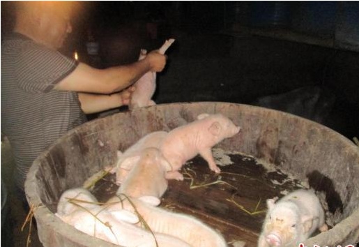 暴雨致湖北竹溪一养猪场受淹 消防转移60余头猪