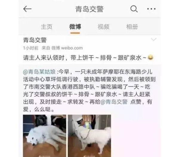 走失萨摩耶1个月吃穷交警队 喊话主人：记得带排骨饼干来领狗