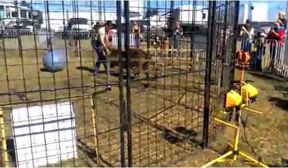 马戏团老虎失控扑倒女驯养员 抽打视频引发网友愤怒