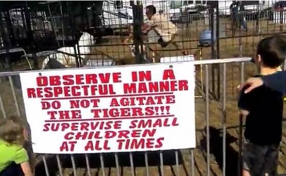 马戏团老虎失控扑倒女驯养员 抽打视频引发网友愤怒