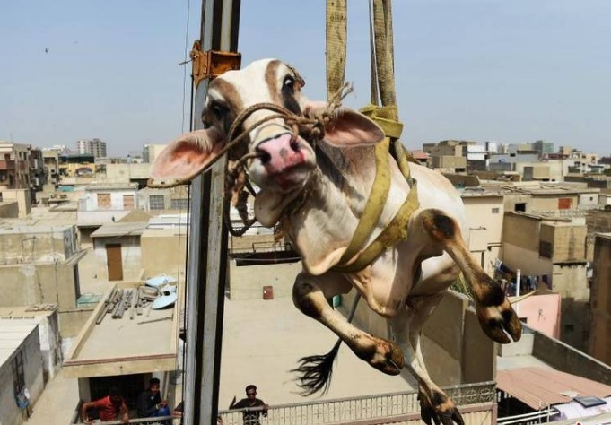 巴基斯坦牛在楼间“飞”：人口拥挤用地稀缺 居民在屋顶饲养动物